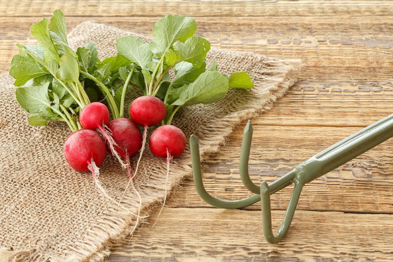 Can You Eat Radishes on a Keto Diet? Ketosis and Ketogenic Diets Blog
